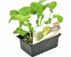 FLORASELF Broccoli Brassica Oleracea Botrytis Cymosa H 3-5 Cm Set 6 St