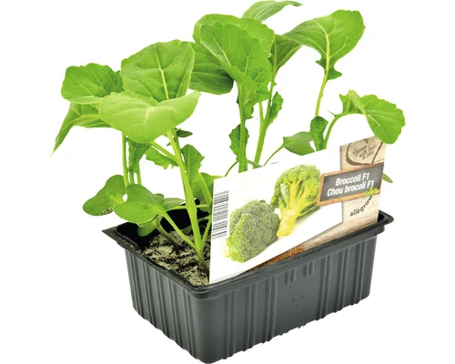 FLORASELF Broccoli Brassica Oleracea Botrytis Cymosa H 3-5 Cm Set 6 St 3 FLORASELF Broccoli Brassica Oleracea Botrytis Cymosa H 3-5 Cm Set 6 St