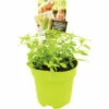 FLORASELF Citroenverbena Lippia Citriodora Potmaat Ø 13,0 Cm H 5-15 Cm -FLORASELF Verkoop DV 8 6334464 01 4c NL 20210317181651