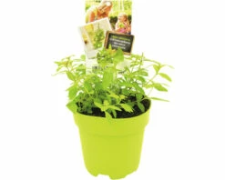 FLORASELF Citroenverbena Lippia Citriodora Potmaat Ø 13,0 Cm H 5-15 Cm