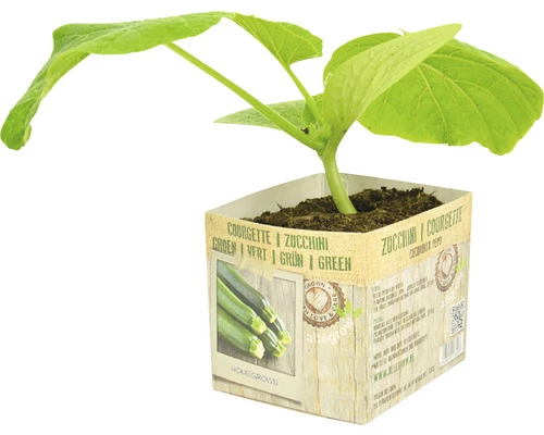 FLORASELF Courgette Cucurbita Pepo Potmaat 11x11 Cm H 15-25 Cm 2 FLORASELF Courgette Cucurbita Pepo Potmaat 11x11 Cm H 15-25 Cm