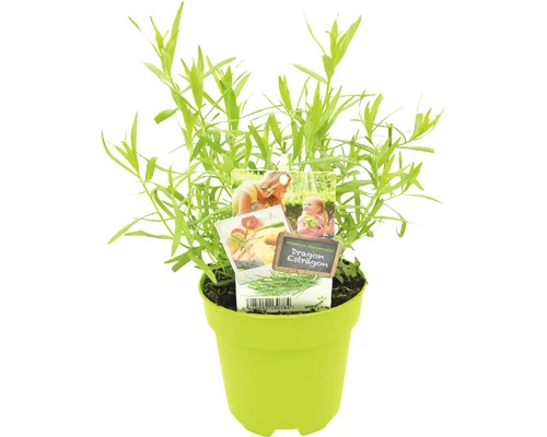 FLORASELF Dragon Artemisia Dracunculus Potmaat Ø 13,0 Cm H 5-15 Cm 3 FLORASELF Dragon Artemisia Dracunculus Potmaat Ø 13,0 Cm H 5-15 Cm