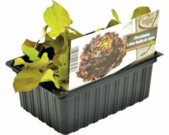 FLORASELF Eikenbladsla Lactuca Sativa H 3-5 Cm Set 6 St