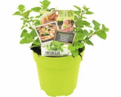 FLORASELF Oregano Origanum Vulgare Potmaat Ø 13,0 Cm H 5-15 Cm