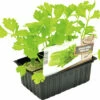 FLORASELF Groene Selderij Apium Graveolens H 3-5 Cm Set 6 St -FLORASELF Verkoop DV 8 6334477 01 4c NL 20210317170518