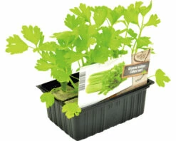 FLORASELF Groene Selderij Apium Graveolens H 3-5 Cm Set 6 St