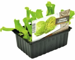 FLORASELF IJsbergsla Lactuca Sativa H 3-5 Cm Set 6 St