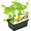 FLORASELF Knolselderij Apium Graveolens Rapaceum H 3-5 Cm Set 6 St -FLORASELF Verkoop DV 8 6334482 01 4c NL 20210317164658