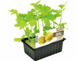 FLORASELF Knolselderij Apium Graveolens Rapaceum H 3-5 Cm Set 6 St