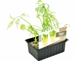 FLORASELF Knolvenkel Foeniculum Vulgare H 3-5 Cm Set 6 St