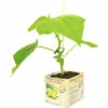 FLORASELF Komkommer Cucumis Sativus Potmaat 11x11 Cm H 15-25 Cm -FLORASELF Verkoop DV 8 6334484 01 4c NL 20210317181651