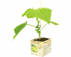 FLORASELF Komkommer Cucumis Sativus Potmaat 11x11 Cm H 15-25 Cm