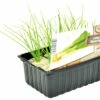 FLORASELF Lente Ui Allium Cepa H 3-5 Cm Set 6 St -FLORASELF Verkoop DV 8 6334490 01 4c NL 20210317170225