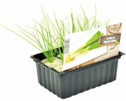 FLORASELF Lente Ui Allium Cepa H 3-5 Cm Set 6 St