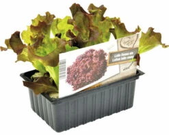 FLORASELF Rode Krulsla Lactuca Sativa H 3-5 Cm Set 6 St