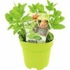 FLORASELF Marokkaanse Munt Mentha Spicata Moroccan Potmaat Ø 13,0 Cm H 5-15 Cm -FLORASELF Verkoop DV 8 6334495 01 4c NL 20200129171655