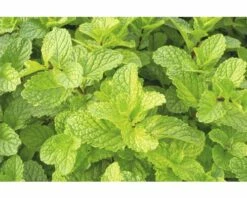 FLORASELF Marokkaanse Munt Mentha Spicata Moroccan Potmaat Ø 13,0 Cm H 5-15 Cm -FLORASELF Verkoop DV 8 6334495 02 4c NL 20200129051654