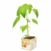 FLORASELF Gele Paprika Capsicum Annuum Potmaat 11x11 Cm H 15-25 Cm 1 FLORASELF Gele Paprika Capsicum Annuum Potmaat 11x11 Cm H 15-25 Cm -FLORASELF Verkoop DV 8 6334499 01 4c NL 20210317181651