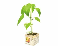 FLORASELF Gele Paprika Capsicum Annuum Potmaat 11x11 Cm H 15-25 Cm