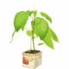FLORASELF Rode Paprika Capsicum Annuum Potmaat 11x11 Cm H 15-25 Cm -FLORASELF Verkoop DV 8 6334500 01 4c NL 20210317181651