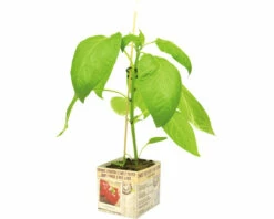 FLORASELF Rode Paprika Capsicum Annuum Potmaat 11x11 Cm H 15-25 Cm