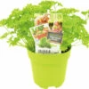 FLORASELF Peterselie Petroselinum Crispum Potmaat Ø 13,0 Cm H 5-15 Cm -FLORASELF Verkoop DV 8 6334505 01 4c NL 20210317181651