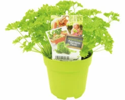 FLORASELF Peterselie Petroselinum Crispum Potmaat Ø 13,0 Cm H 5-15 Cm