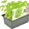 FLORASELF Peterselie Petroselinum Crispum H 3-5 Cm Set 6 St -FLORASELF Verkoop DV 8 6334506 01 4c NL 20200129184658