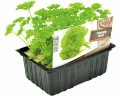 FLORASELF Peterselie Petroselinum Crispum H 3-5 Cm Set 6 St -FLORASELF Verkoop DV 8 6334506 03 4c NL 20210317181651