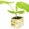 FLORASELF Pompoen Cucurbita Maxima Potmaat 11x11 Cm H 15-25 Cm -FLORASELF Verkoop DV 8 6334512 01 4c NL 20210317181651