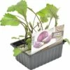 FLORASELF Rode Kool Brassica Oleracea Capitata Rubra H 3-5 Cm Set 6 St -FLORASELF Verkoop DV 8 6334520 01 4c NL 20200129184658