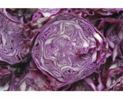 FLORASELF Rode Kool Brassica Oleracea Capitata Rubra H 3-5 Cm Set 6 St -FLORASELF Verkoop DV 8 6334520 02 4c NL 20200129051755