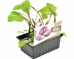 FLORASELF Rode Kool Brassica Oleracea Capitata Rubra H 3-5 Cm Set 6 St -FLORASELF Verkoop DV 8 6334520 03 4c NL 20210317181651