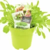 FLORASELF Rucola Eruca Sativa Potmaat Ø 13,0 Cm H 5-15 Cm 2 FLORASELF Rucola Eruca Sativa Potmaat Ø 13,0 Cm H 5-15 Cm -FLORASELF Verkoop DV 8 6334526 01 4c NL 20210317181651