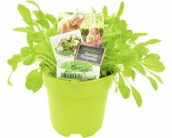 FLORASELF Rucola Eruca Sativa Potmaat Ø 13,0 Cm H 5-15 Cm