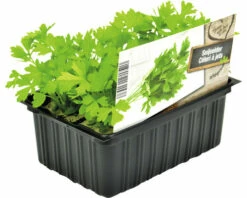 FLORASELF Snijselderij Apium Graveolens Secalinum H 3-5 Cm Set 6 St