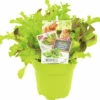 FLORASELF Snijsla/Pluksla Lactuca Sativa Potmaat Ø 13,0 Cm H 5-15 Cm -FLORASELF Verkoop DV 8 6334537 01 4c NL 20210317182229