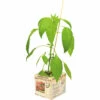 FLORASELF Spaanse Peper Capsicum Annuum Potmaat 11x11 Cm H 15-25 Cm -FLORASELF Verkoop DV 8 6334539 01 4c NL 20210317181651