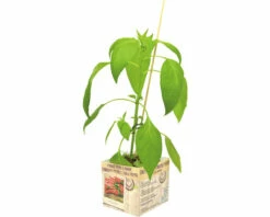 FLORASELF Spaanse Peper Capsicum Annuum Potmaat 11x11 Cm H 15-25 Cm
