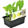 FLORASELF Spitskool Brassica Oleracea Capitata Alba Conica H 3-5 Cm Set 6 St -FLORASELF Verkoop DV 8 6334541 01 4c NL 20210317182542