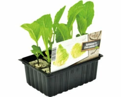 FLORASELF Spitskool Brassica Oleracea Capitata Alba Conica H 3-5 Cm Set 6 St