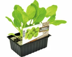 FLORASELF Spruitkool Brassica Oleracea Oleracea Gemmifera H 3-5 Cm Set 6 St