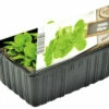 FLORASELF Veldsla Valerianella Locusta H 3-5 Cm Set 6 St -FLORASELF Verkoop DV 8 6334562 01 4c NL 20210317161655