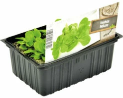 FLORASELF Veldsla Valerianella Locusta H 3-5 Cm Set 6 St