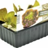 FLORASELF Vier Seizoenen Sla Lactuca Sativa H 3-5 Cm Set 6 St -FLORASELF Verkoop DV 8 6334563 01 4c NL 20210317164658