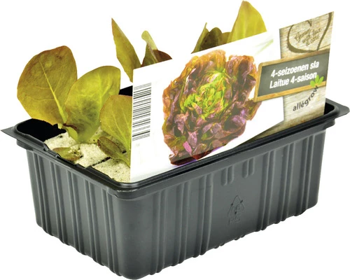 FLORASELF Vier Seizoenen Sla Lactuca Sativa H 3-5 Cm Set 6 St 3 FLORASELF Vier Seizoenen Sla Lactuca Sativa H 3-5 Cm Set 6 St