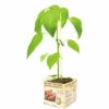 FLORASELF Zoete Puntpaprika Capsicum Annuum Potmaat 11x11 Cm H 15-25 Cm -FLORASELF Verkoop DV 8 6334570 01 4c NL 20210317171653