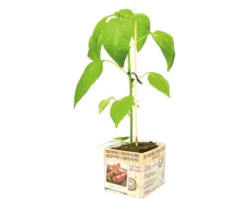 FLORASELF Zoete Puntpaprika Capsicum Annuum Potmaat 11x11 Cm H 15-25 Cm 3 FLORASELF Zoete Puntpaprika Capsicum Annuum Potmaat 11x11 Cm H 15-25 Cm
