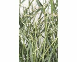 FLORASELF Vingergras Panicum Virgatum 'Prairie Sky' Potmaat Ø 19 Cm H 20-60 Cm -FLORASELF Verkoop DV 8 6357361 01 4c DE 20210719144658 1