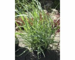 FLORASELF Vingergras Panicum Virgatum 'Prairie Sky' Potmaat Ø 14 Cm H 10-40 Cm -FLORASELF Verkoop DV 8 6357361 02 4c DE 20210719144658